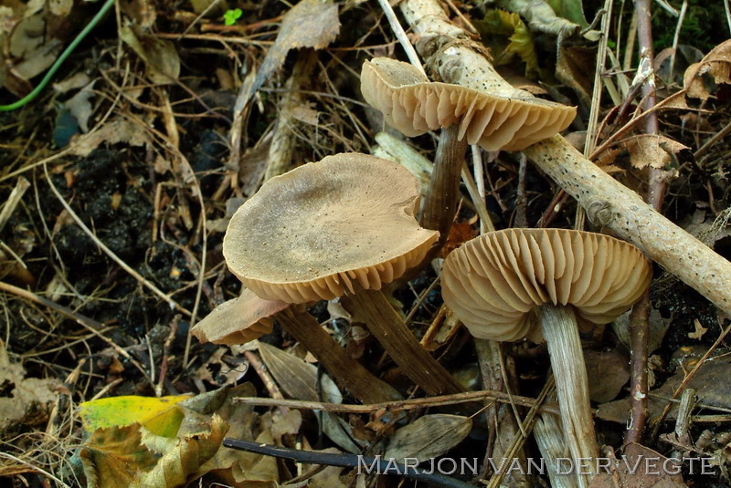 Zoetgeurende satijnzwam - Entoloma ameides